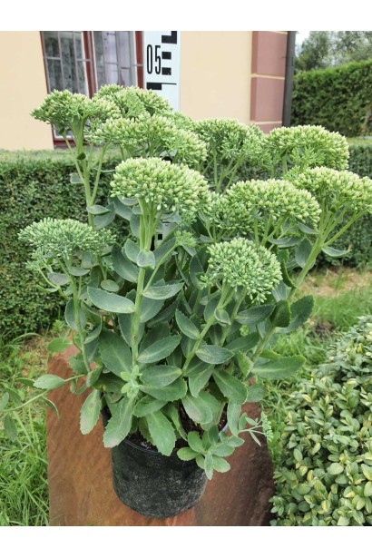 Очиток видний Діамант - 3л/вис.45-50см/Ø30-40см